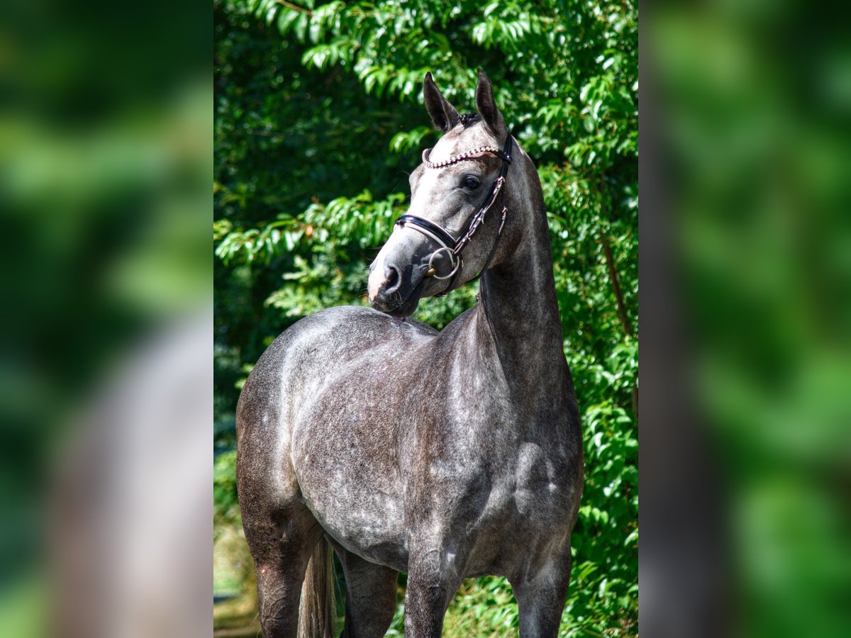 Westfaal Merrie 5 Jaar 160 cm Blauwschimmel in Lingen