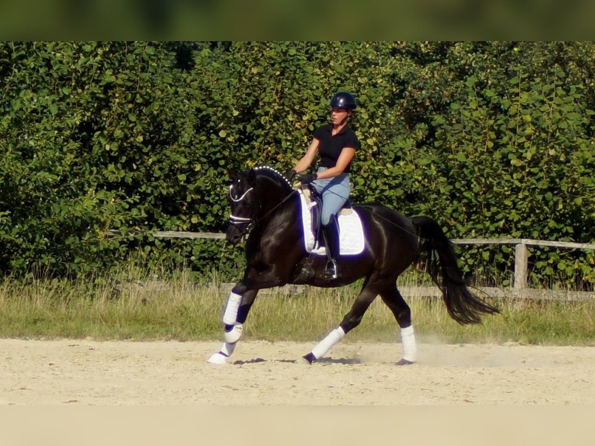 Westfaal Merrie 5 Jaar 161 cm Zwart in Iserlohn
