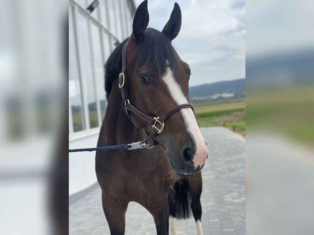 Westfaal Merrie 5 Jaar 164 cm Donkerbruin in Dornburg