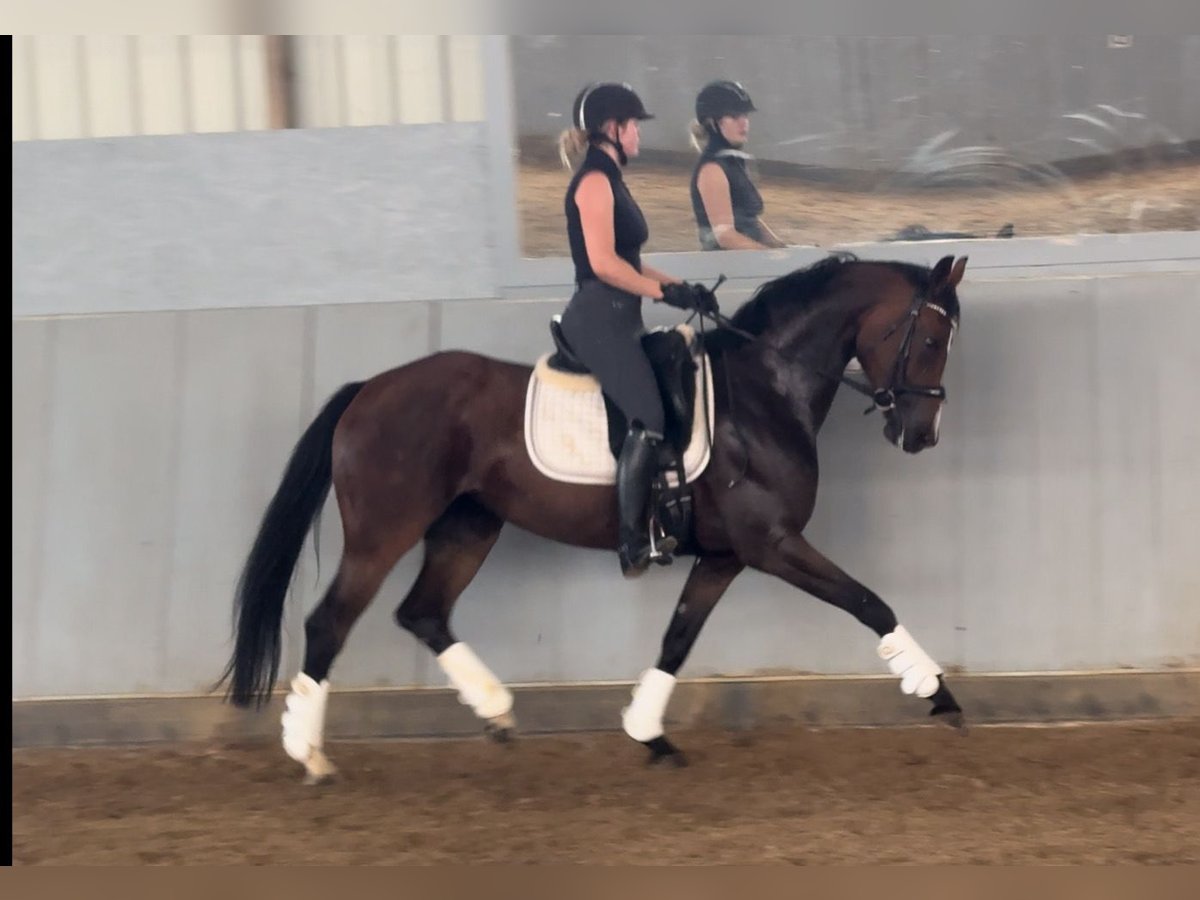 Westfaal Merrie 5 Jaar 165 cm Bruin in Rommerskirchen