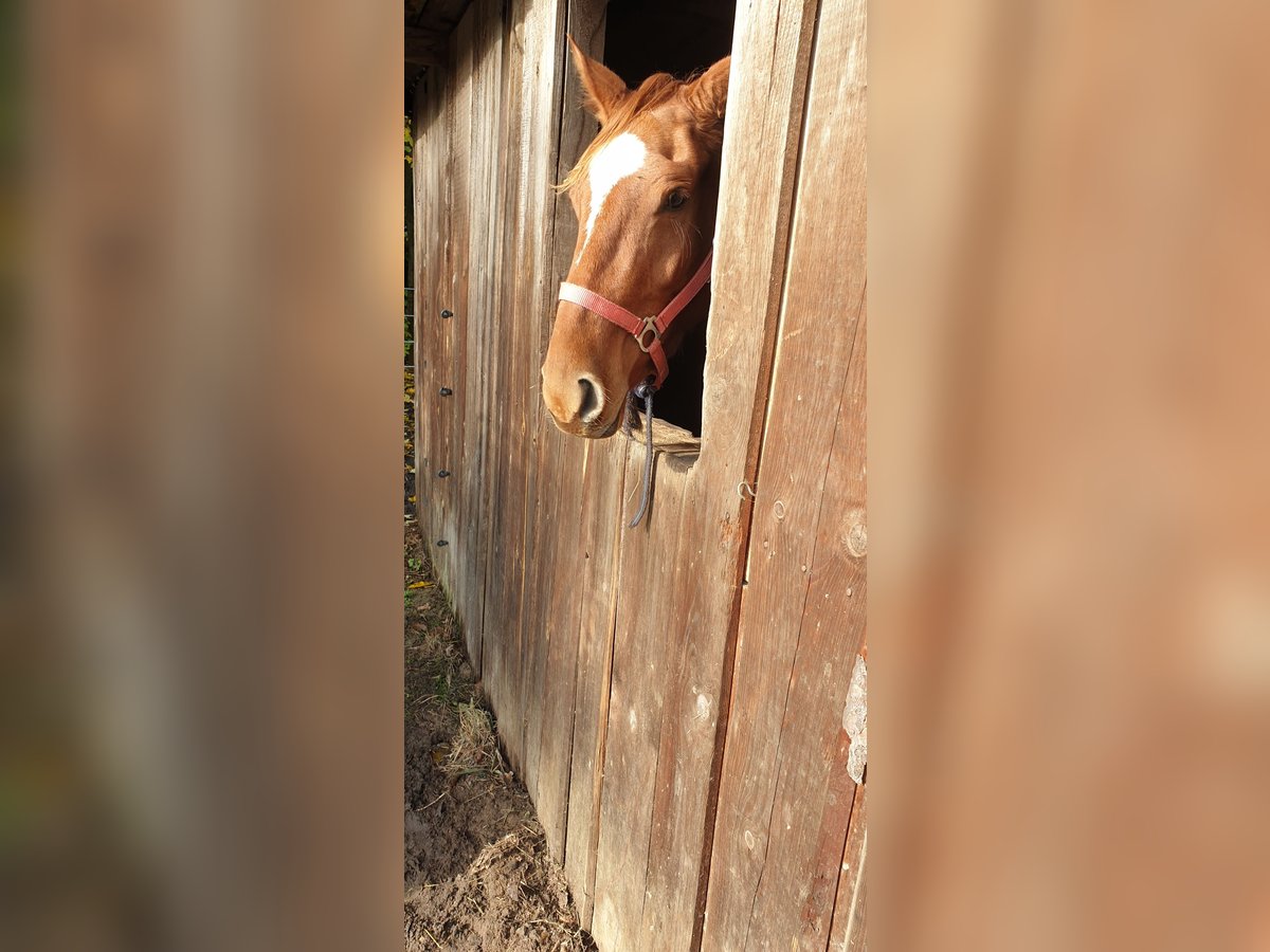 Westfaal Merrie 5 Jaar 165 cm Donkere-vos in Amelinghausen