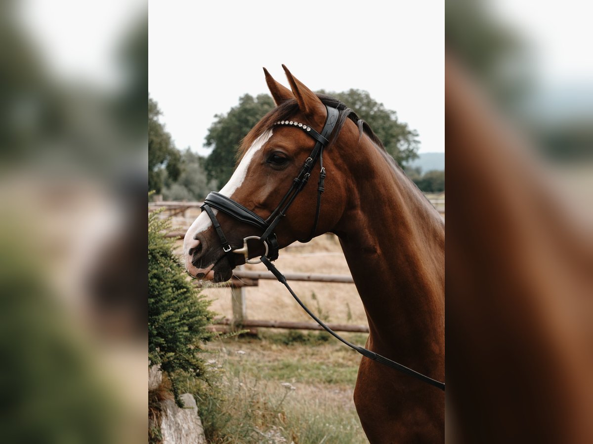 Westfaal Merrie 5 Jaar 165 cm Donkere-vos in Porta Westfalica