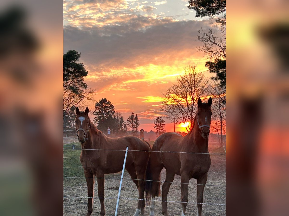 Westfaal Merrie 5 Jaar 165 cm Donkere-vos in Amelinghausen