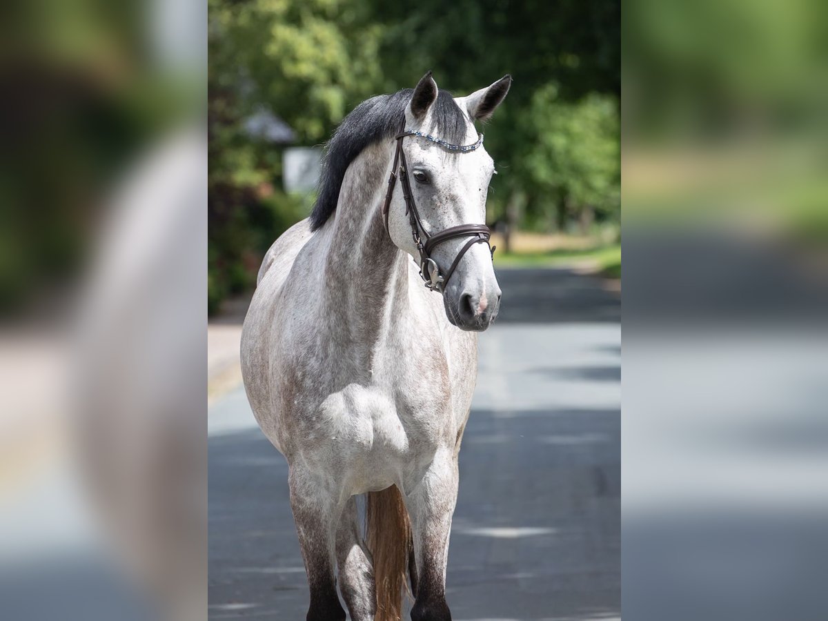 Westfaal Merrie 5 Jaar 165 cm Schimmel in Geestland