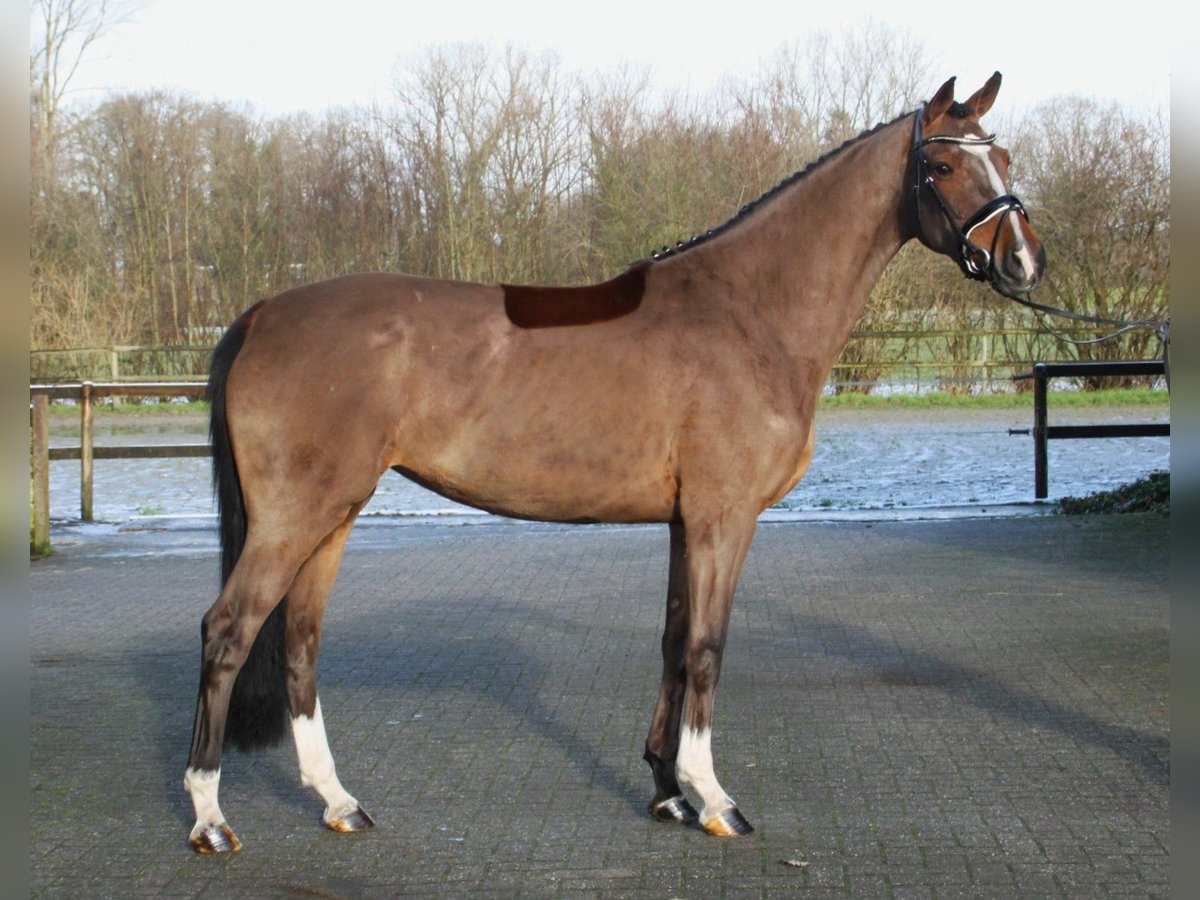 Westfaal Merrie 5 Jaar 166 cm Bruin in Gronau (Westfalen)