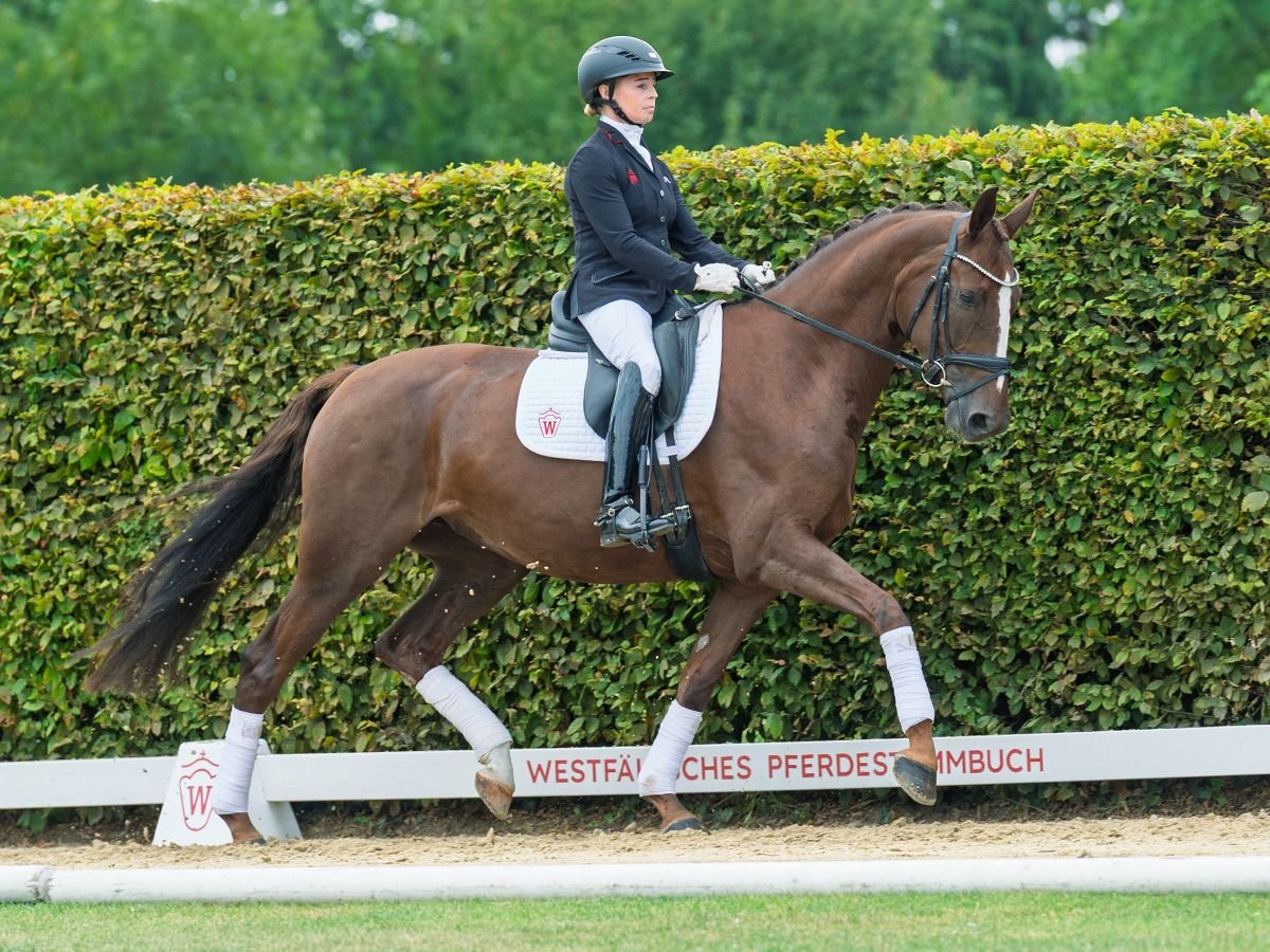 Westfaal Merrie 5 Jaar 166 cm Donkere-vos in M&#xFC;nster-Handorf