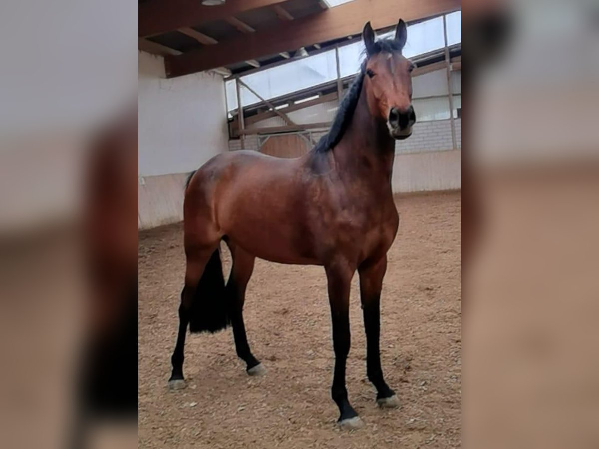 Westfaal Merrie 5 Jaar 167 cm Bruin in Ellwangen (Jagst)