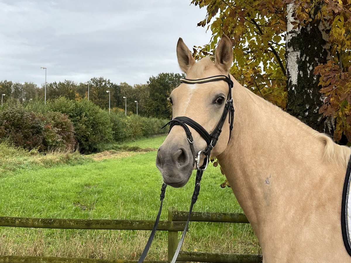 Westfaal Merrie 5 Jaar 167 cm Palomino in Münster