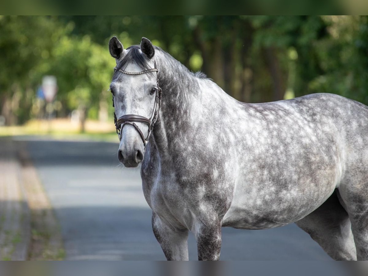 Westfaal Merrie 5 Jaar 167 cm Schimmel in Geestland