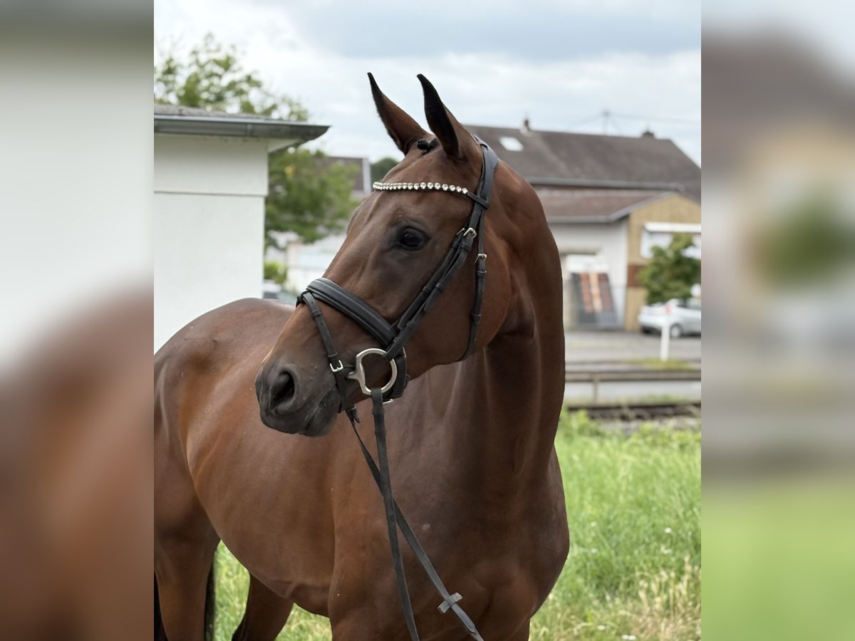 Westfaal Merrie 5 Jaar 168 cm Bruin in Niederkassel