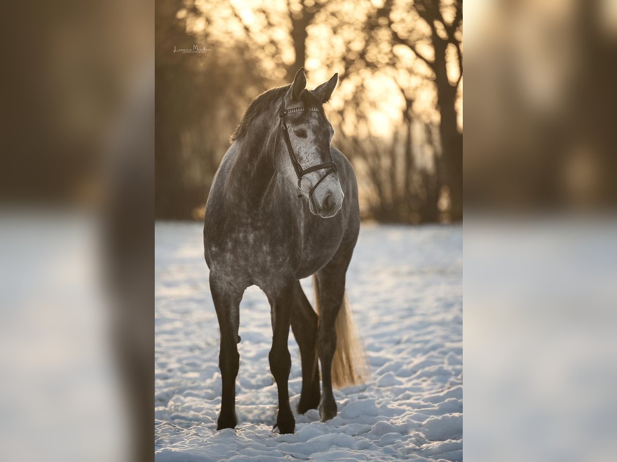 Westfaal Merrie 5 Jaar 168 cm Zwartschimmel in Willich