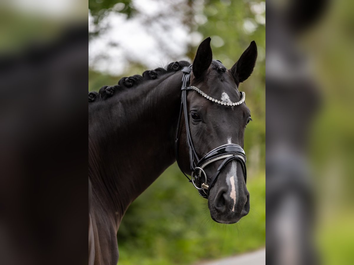Westfaal Merrie 5 Jaar 169 cm Zwart in Rosenheim