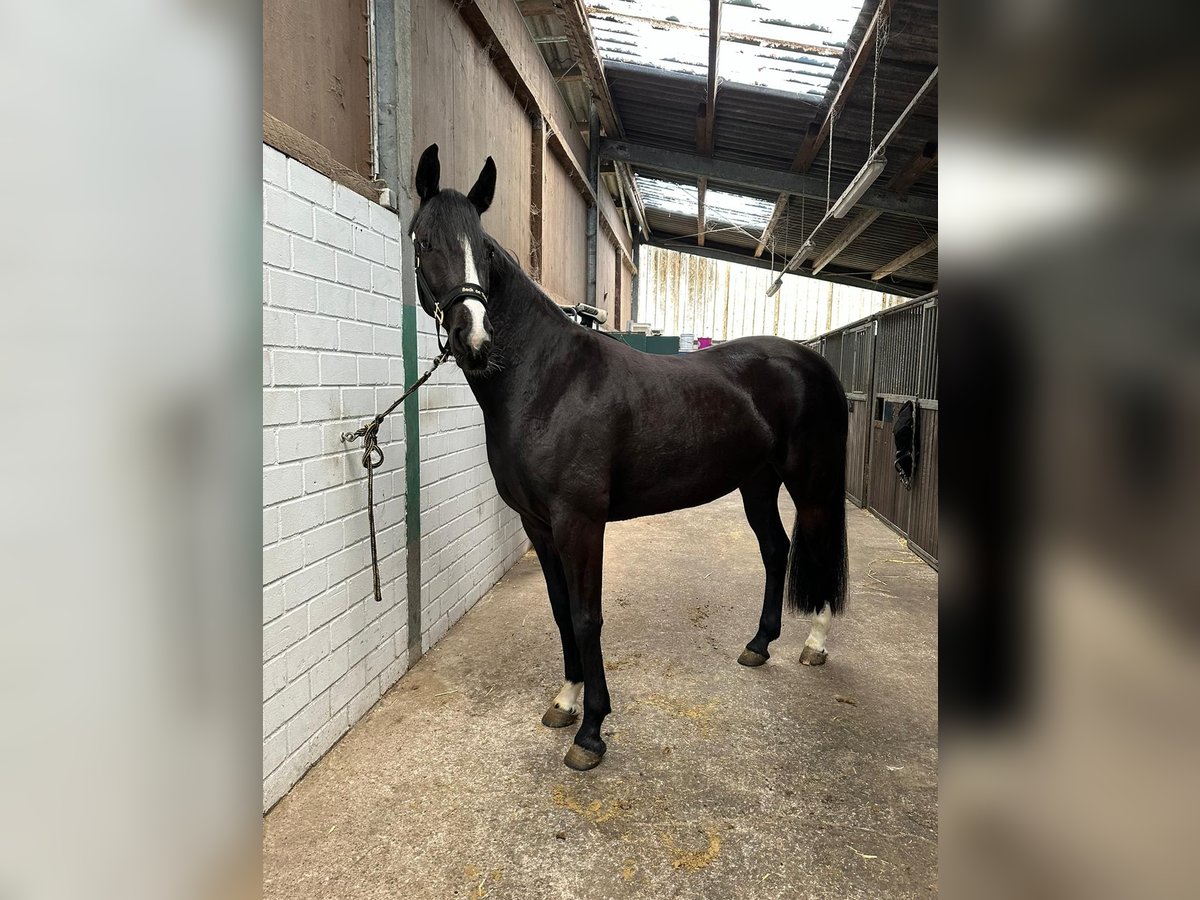 Westfaal Merrie 5 Jaar 169 cm Zwartbruin in Waltrop