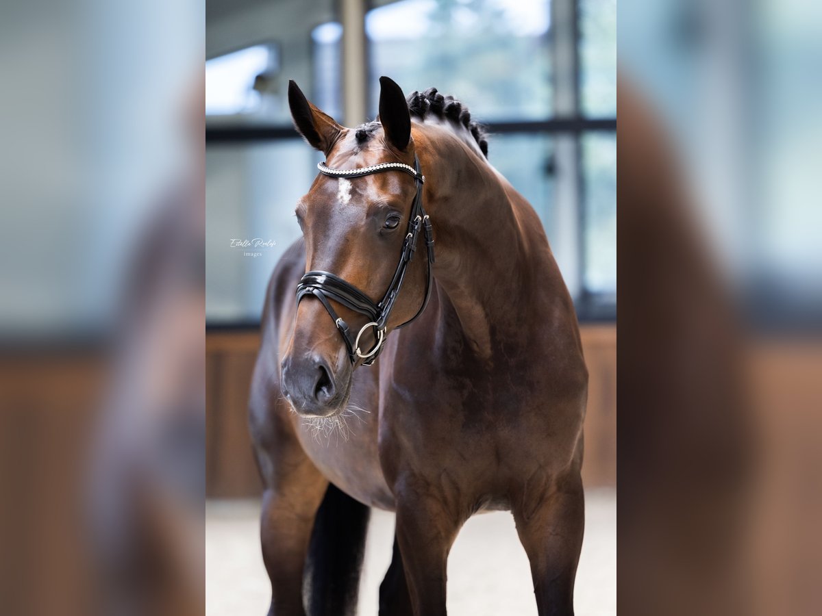 Westfaal Merrie 5 Jaar 170 cm Donkerbruin in Hörstel