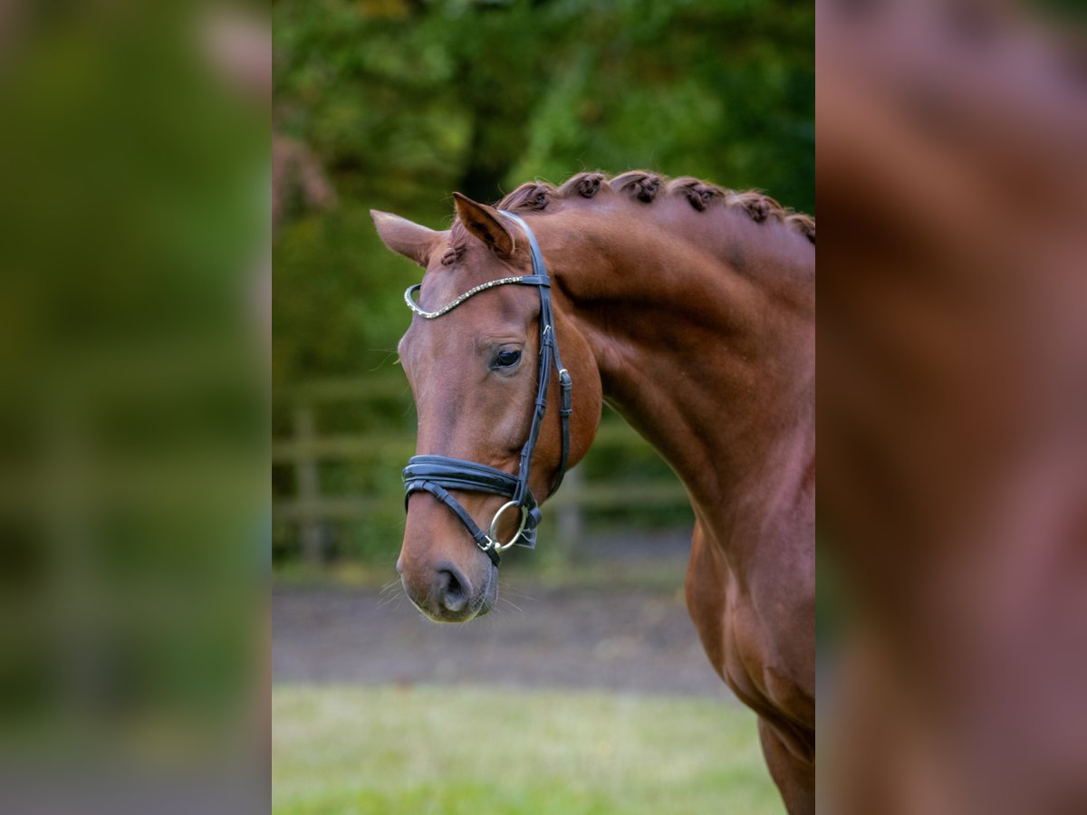 Westfaal Merrie 5 Jaar 171 cm Donkere-vos in Münster