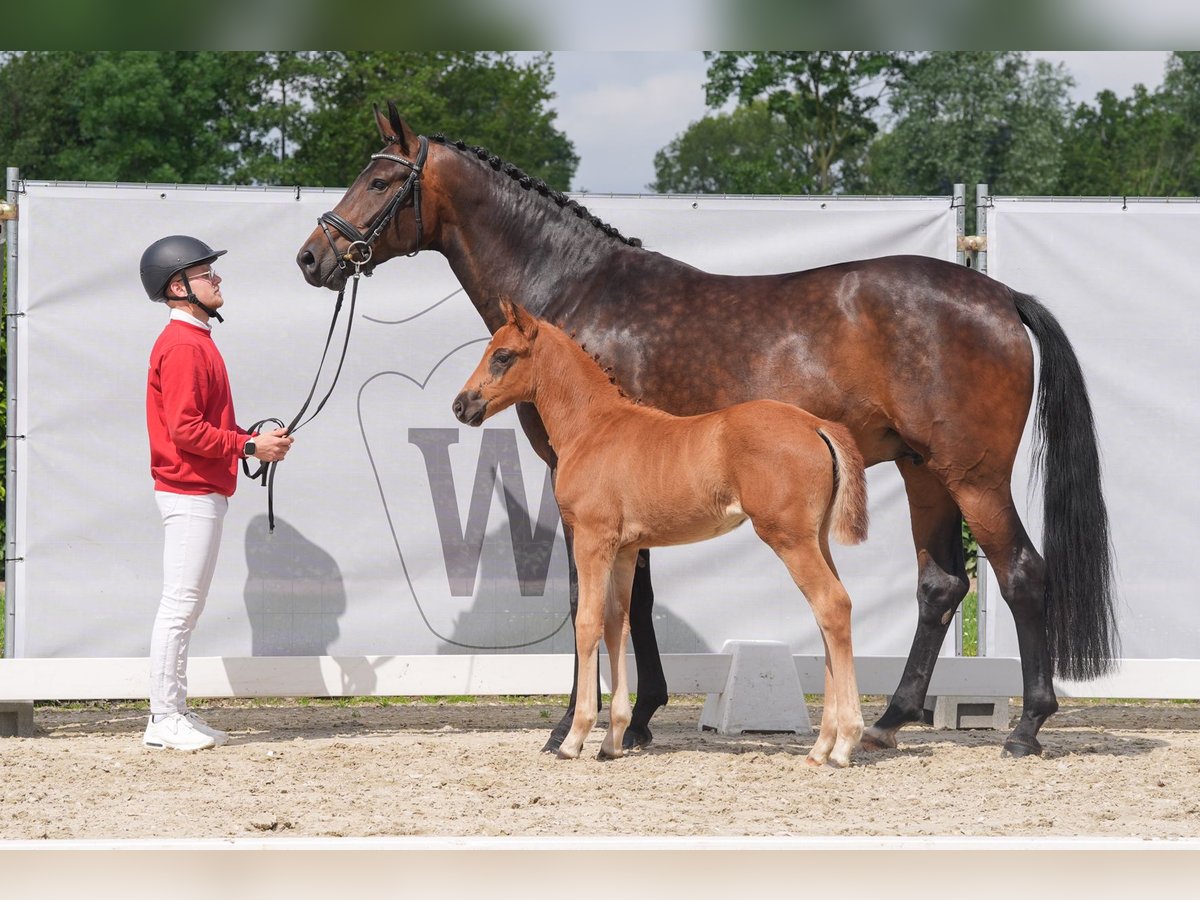 Westfaal Merrie 5 Jaar 172 cm Donkerbruin in Selm