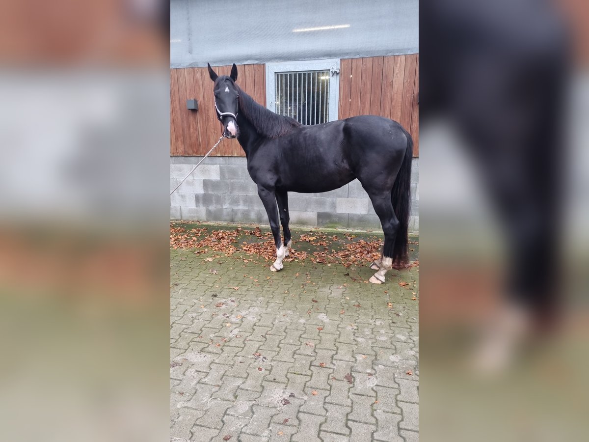 Westfaal Merrie 5 Jaar 172 cm Zwart in Moorweg