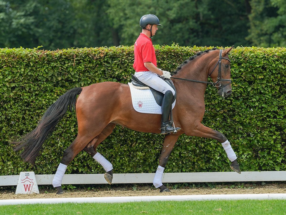 Westfaal Merrie 5 Jaar 173 cm Bruin in Münster