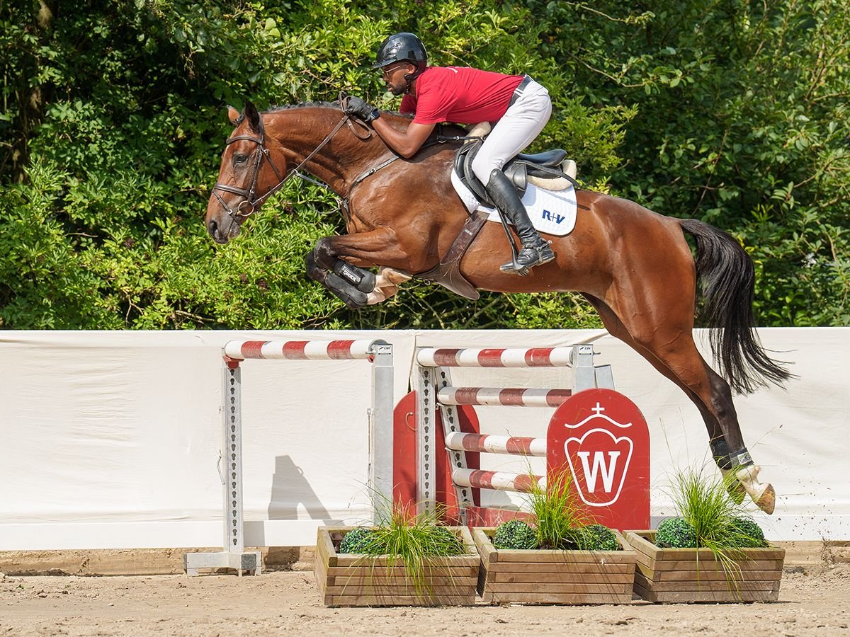 Westfaal Merrie 5 Jaar 174 cm Bruin in Münster