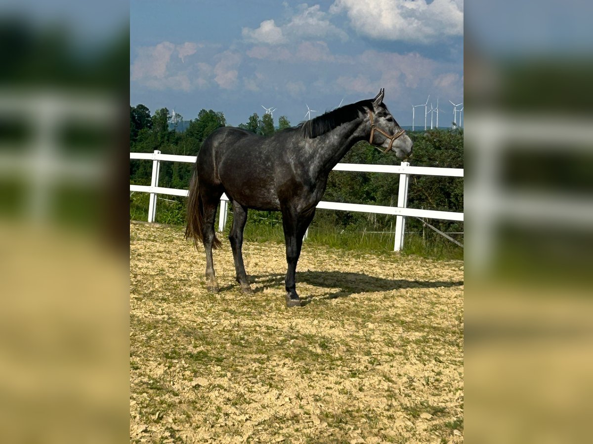 Westfaal Merrie 5 Jaar 175 cm Schimmel in Delbr&#xFC;ck