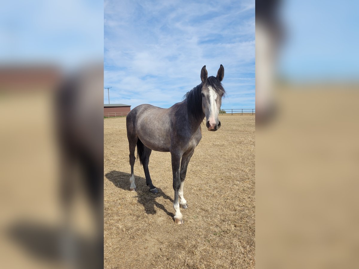 Westfaal Merrie 5 Jaar Schimmel in Waldbröl