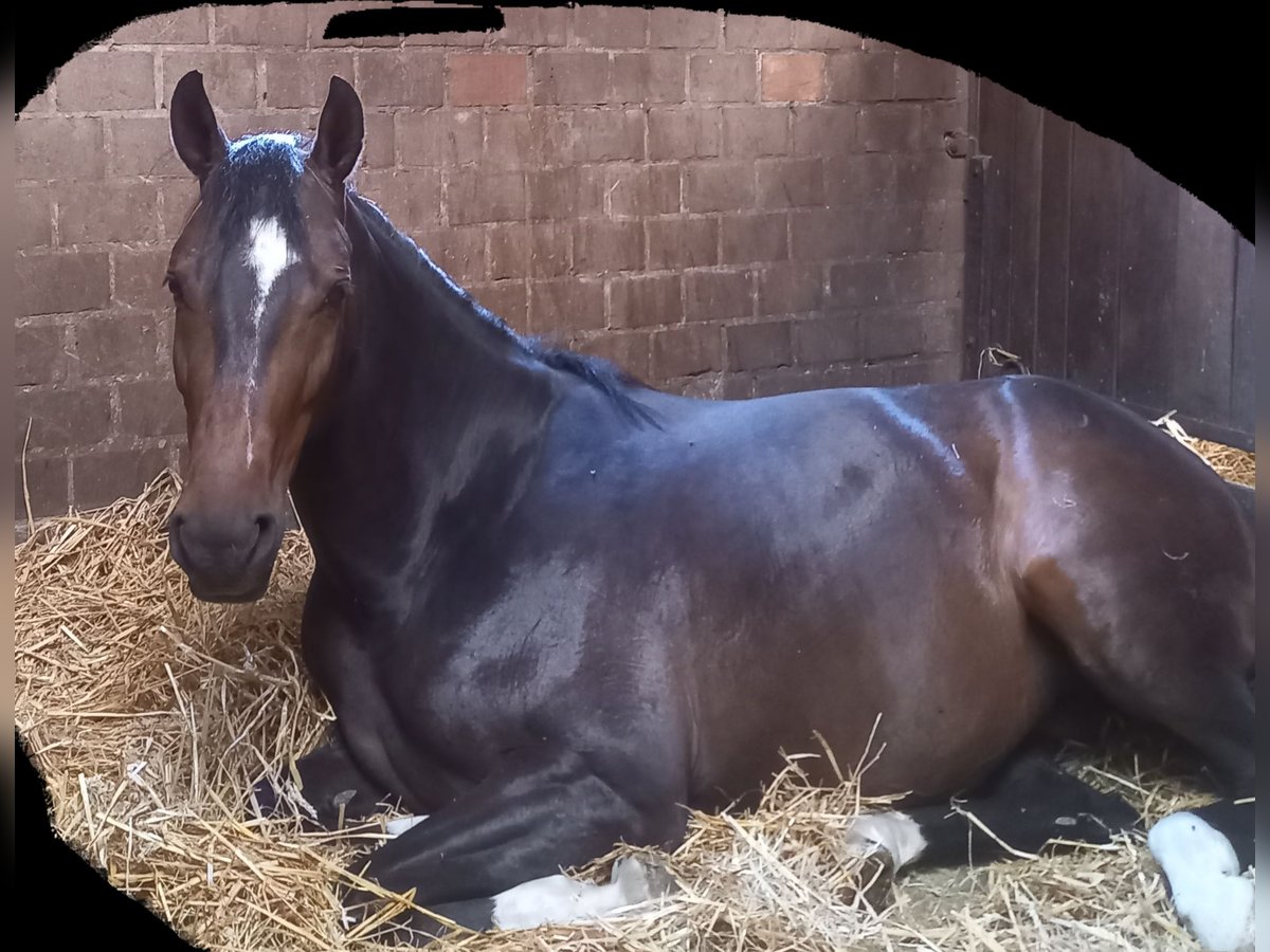 Westfaal Merrie 6 Jaar 158 cm Zwartbruin in Versmold