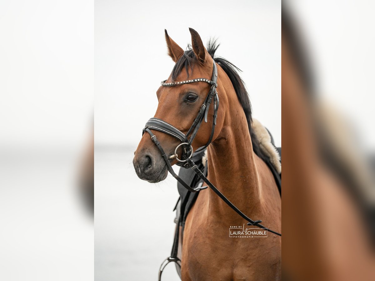 Westfaal Merrie 6 Jaar 165 cm Bruin in Oyten