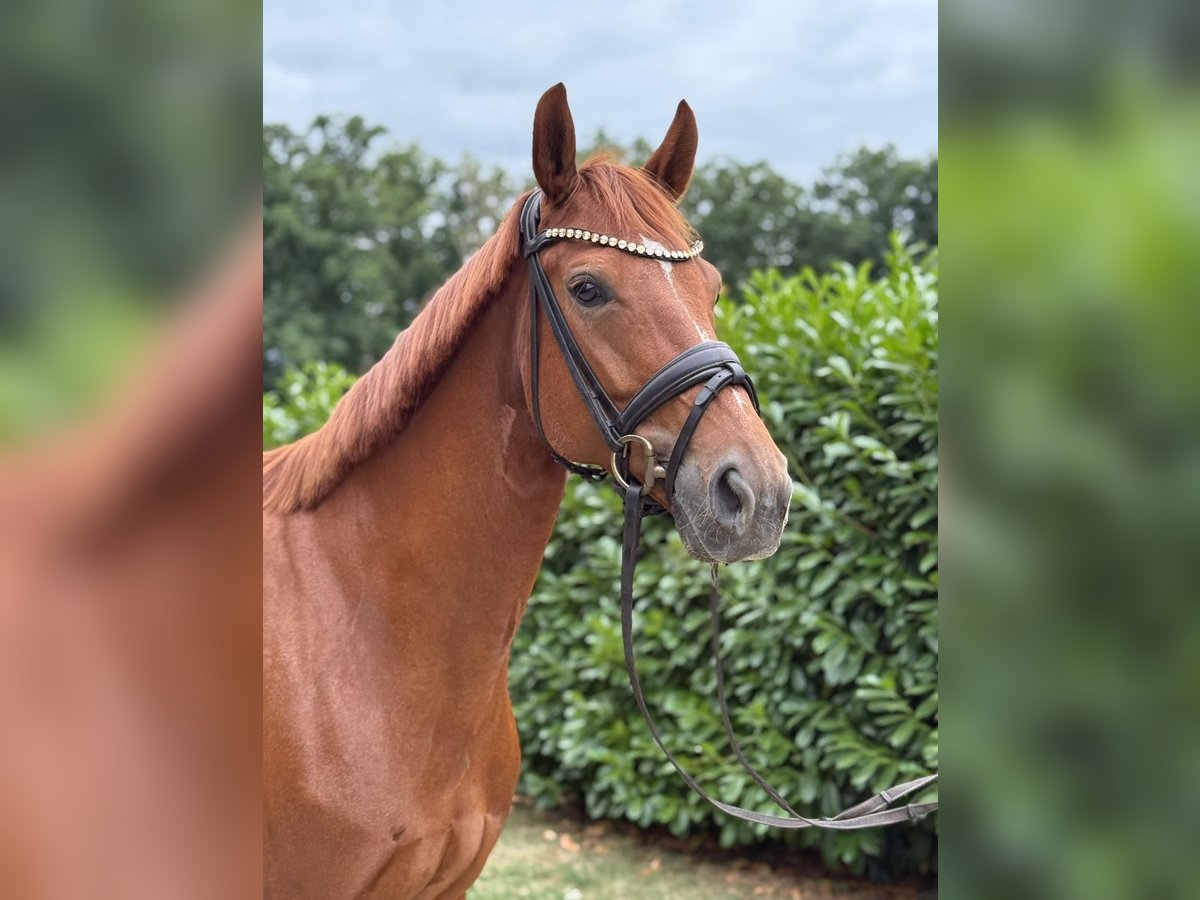 Westfaal Merrie 6 Jaar 165 cm Vos in Warendorf