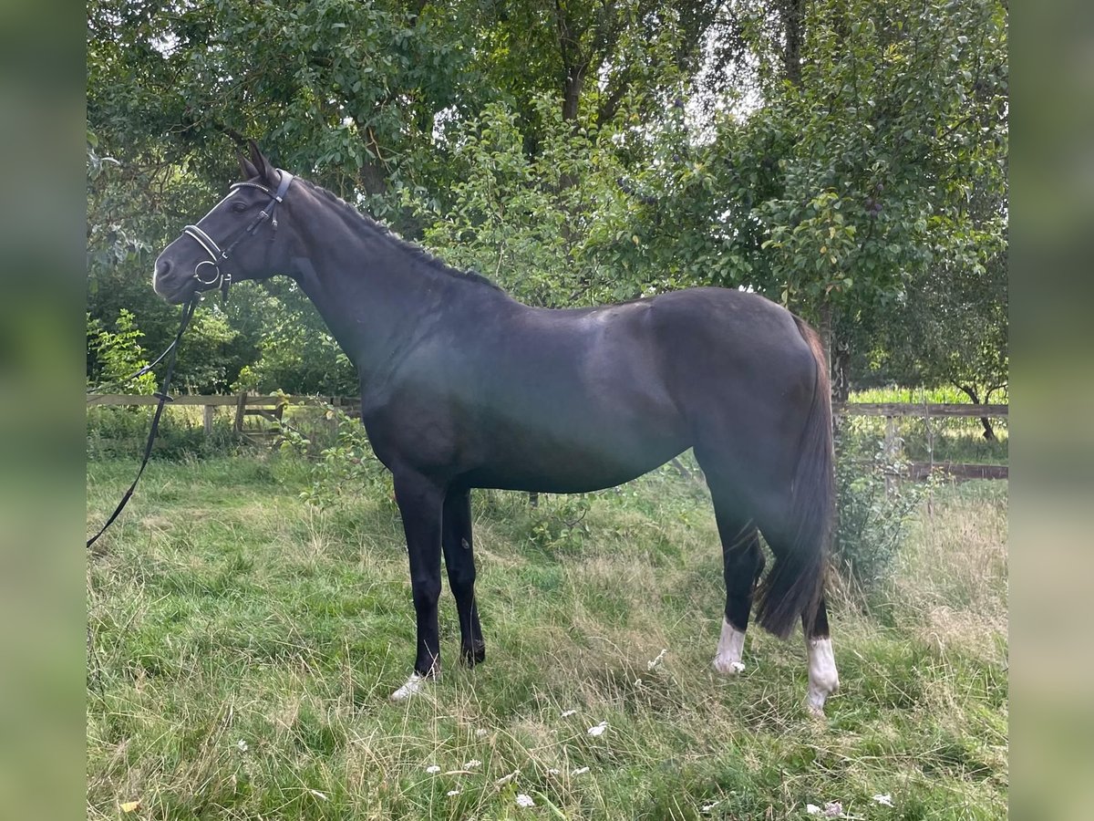 Westfaal Merrie 6 Jaar 170 cm Donkere-vos in L&#xFC;btheen