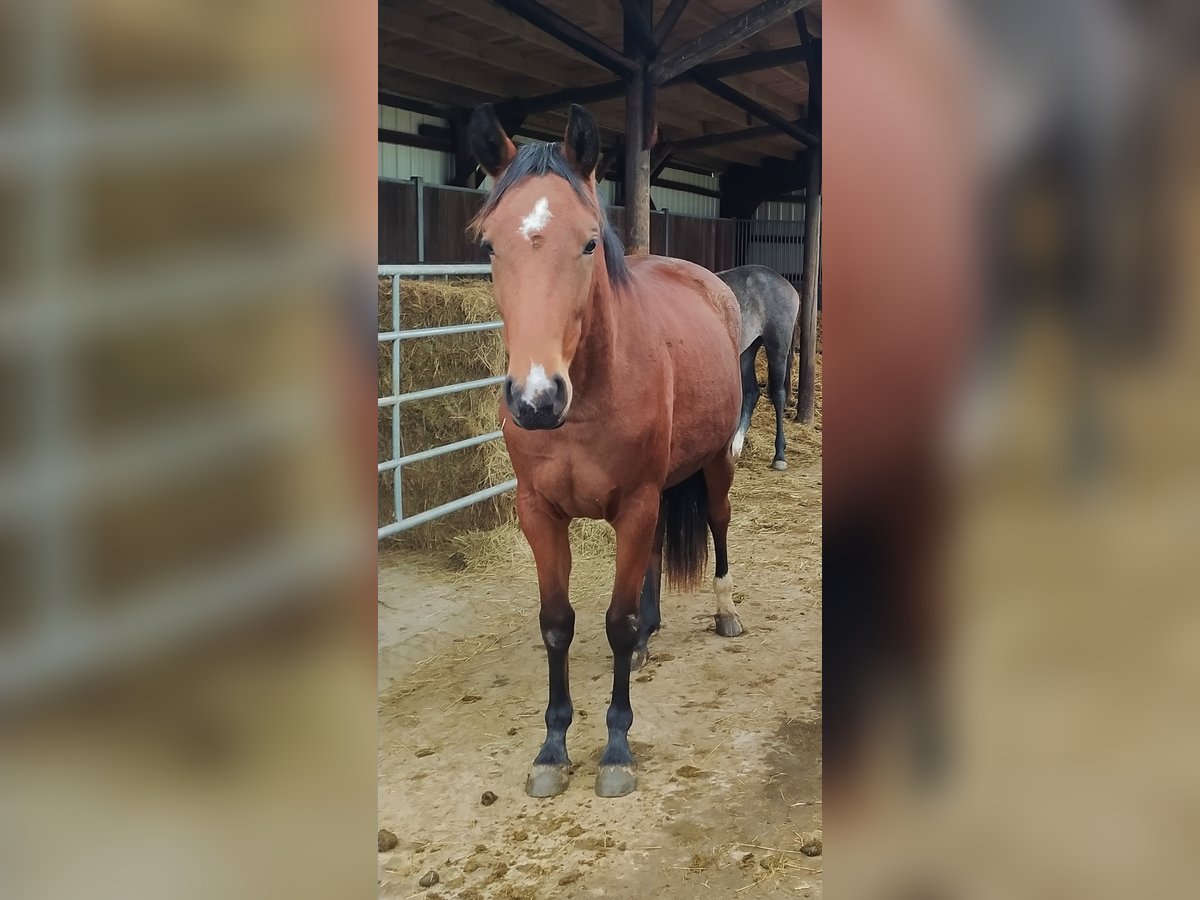 Westfaal Merrie 6 Jaar Bruin in Waldbröl