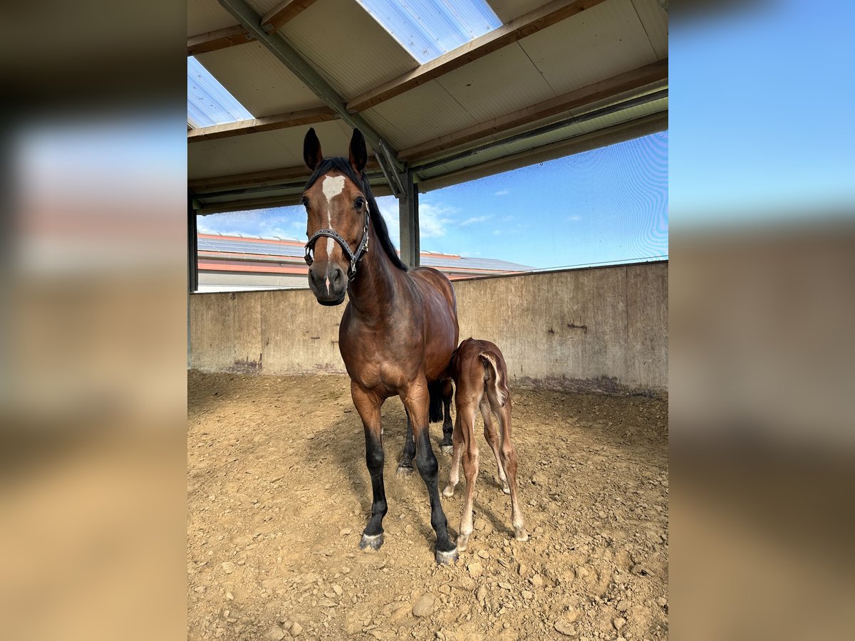 Westfaal Merrie 7 Jaar 160 cm Bruin in Lünen