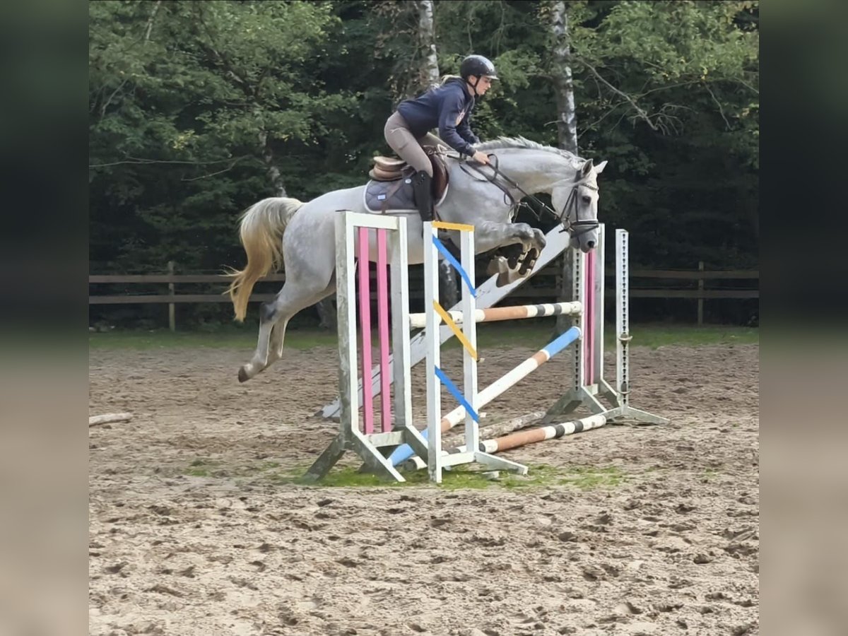 Westfaal Merrie 7 Jaar 164 cm Schimmel in Braunschweig