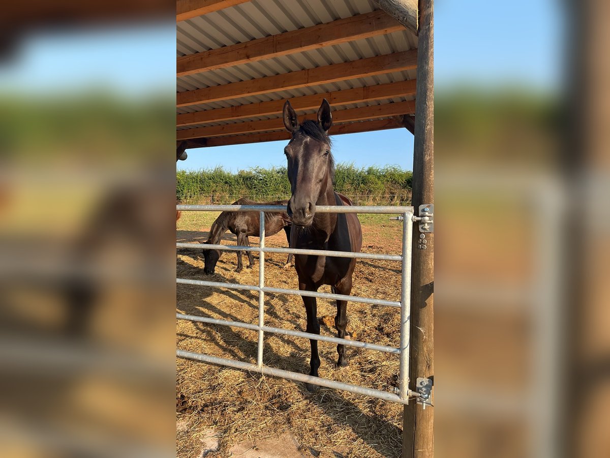 Westfaal Merrie 7 Jaar 166 cm Zwartbruin in Mechernich