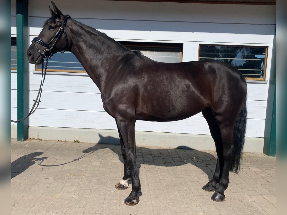 Westfaal Merrie 7 Jaar 166 cm Zwartbruin in Neuburg an der Kammel