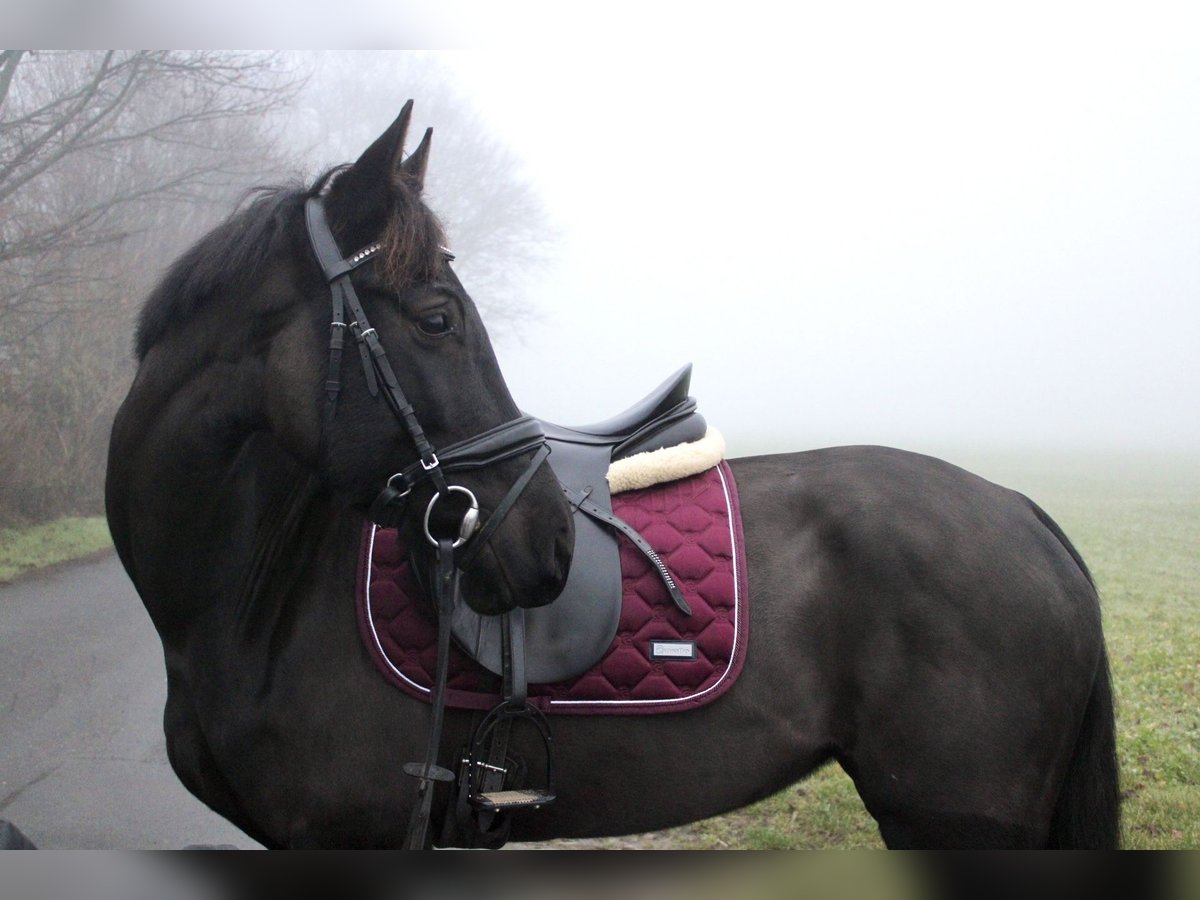 Westfaal Merrie 7 Jaar 166 cm Zwartbruin in M&#xFC;nster