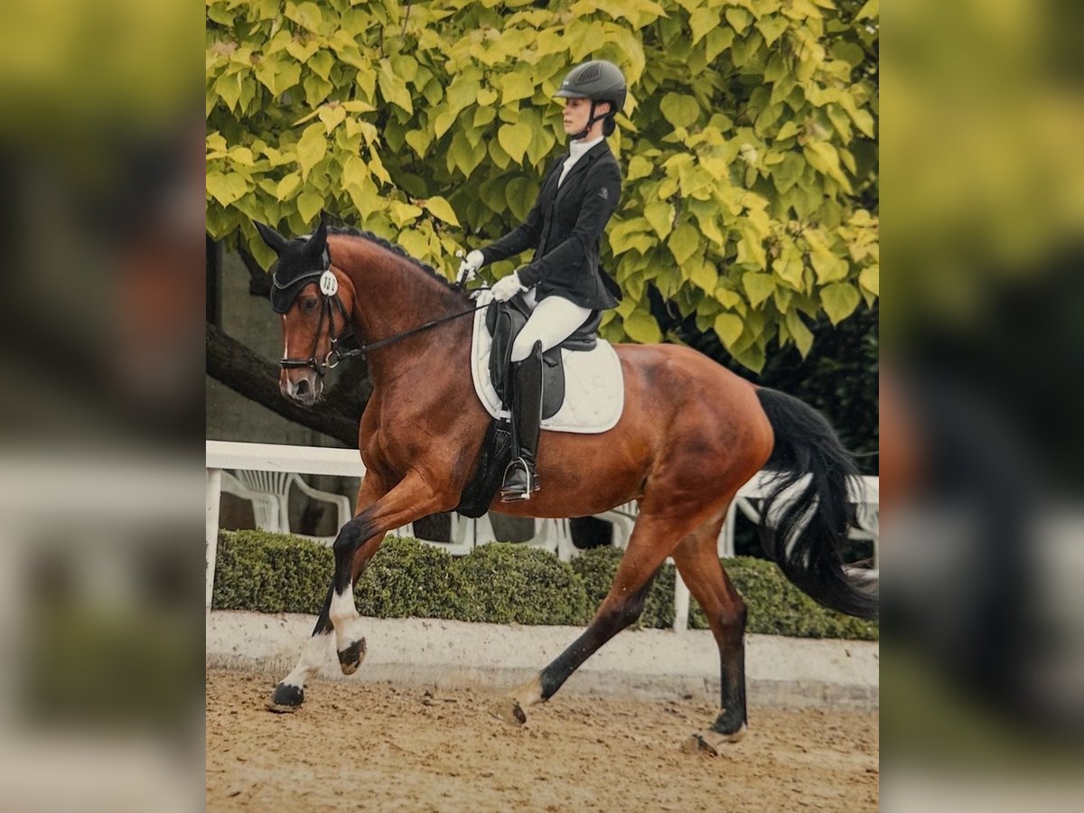 Westfaal Merrie 7 Jaar 167 cm Bruin in Erftstadt