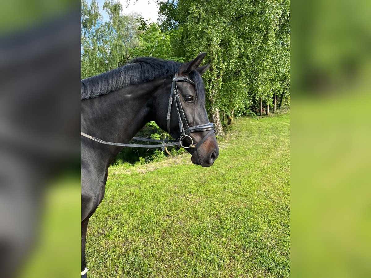 Westfaal Merrie 7 Jaar 167 cm Zwartbruin in D&#xFC;sseldorfD&#xFC;sseldorf