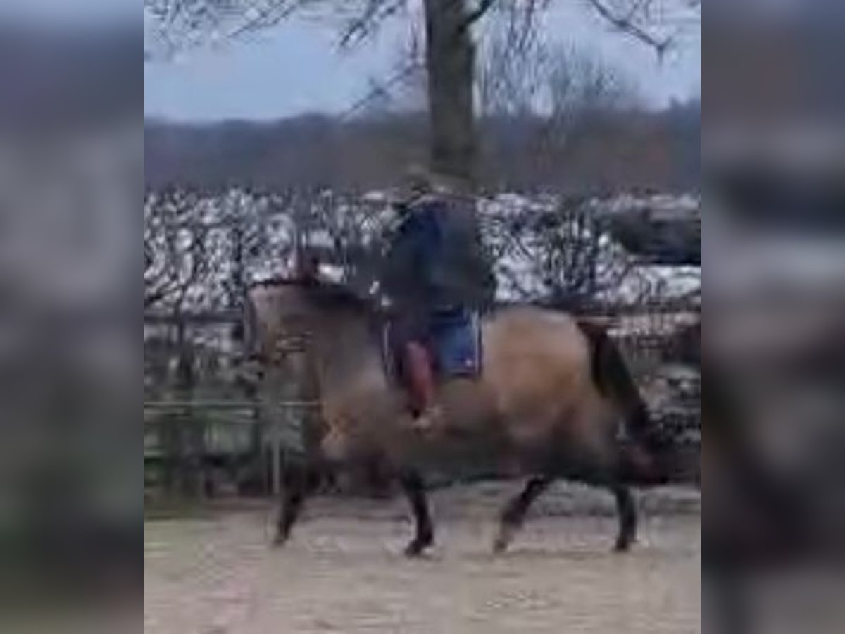 Westfaal Merrie 7 Jaar 172 cm Buckskin in Dormagen