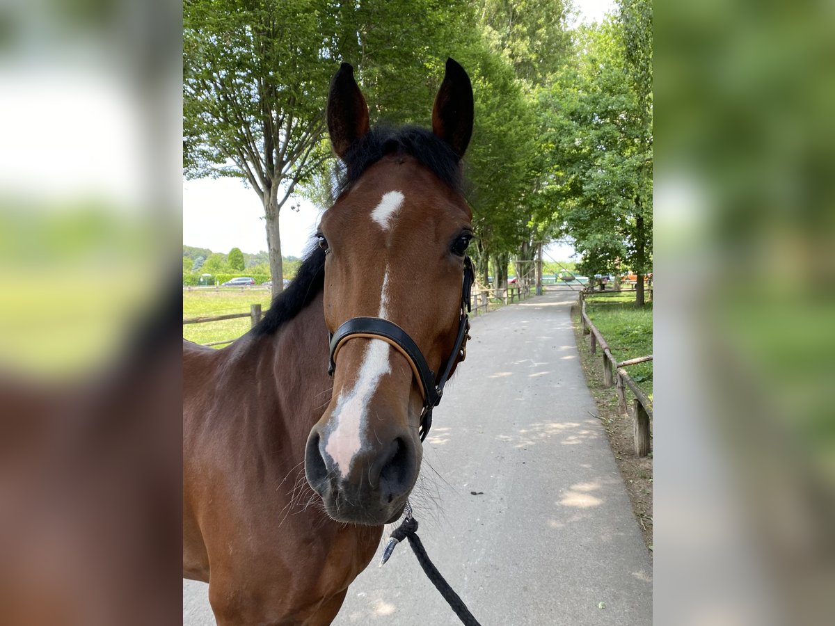 Westfaal Merrie 7 Jaar 173 cm Bruin in Mannheim