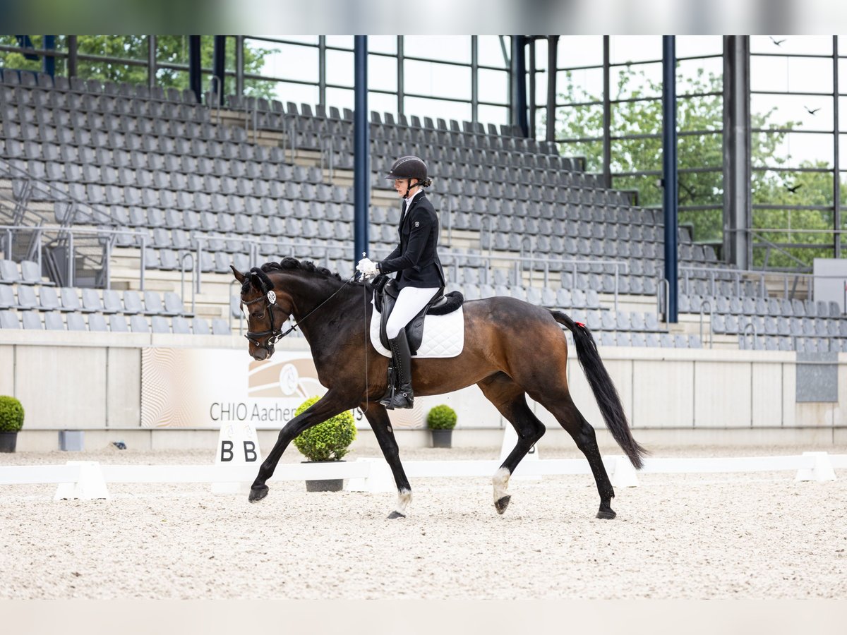 Westfaal Merrie 7 Jaar 175 cm Zwartbruin in Salzkotten