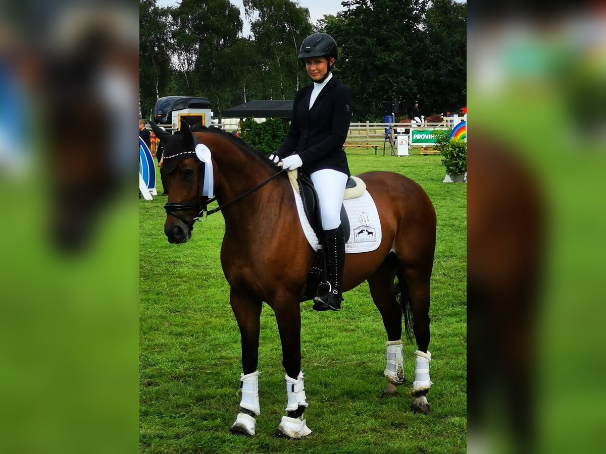 Westfaal Merrie 8 Jaar 165 cm Bruin in Saerbeck