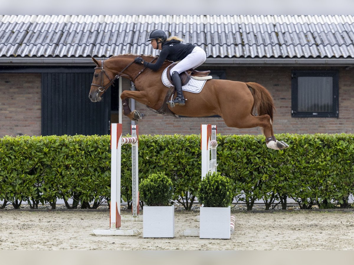 Westfaal Merrie 8 Jaar 165 cm Vos in Waddinxveen