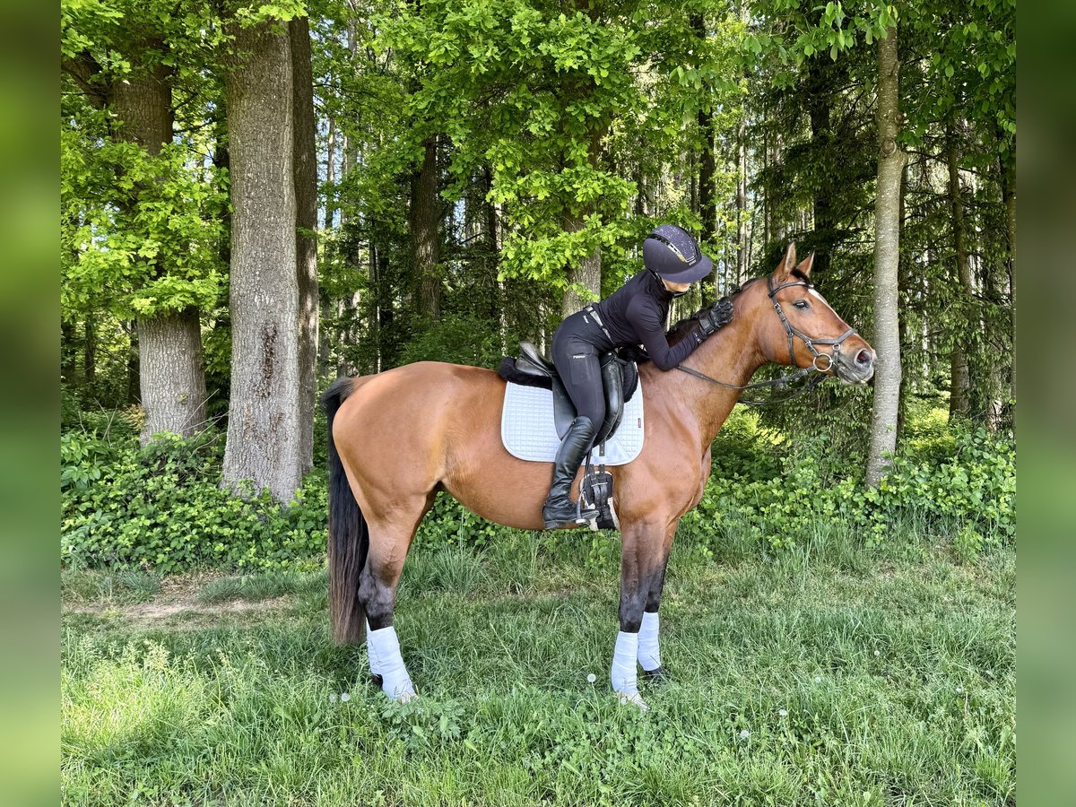 Westfaal Merrie 8 Jaar 168 cm Bruin in Taufkirchen/Vils