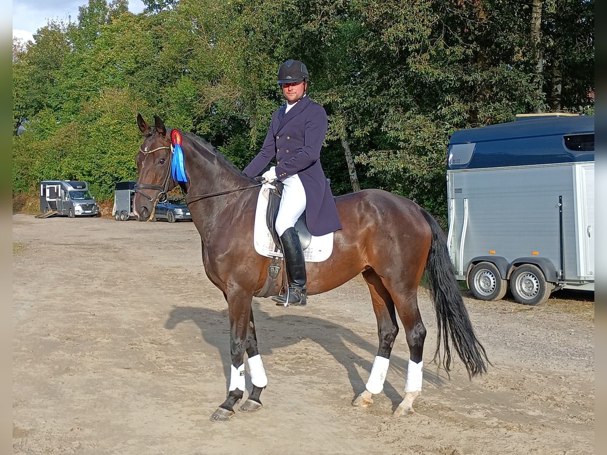 Westfaal Merrie 8 Jaar 170 cm Zwartbruin in Witten