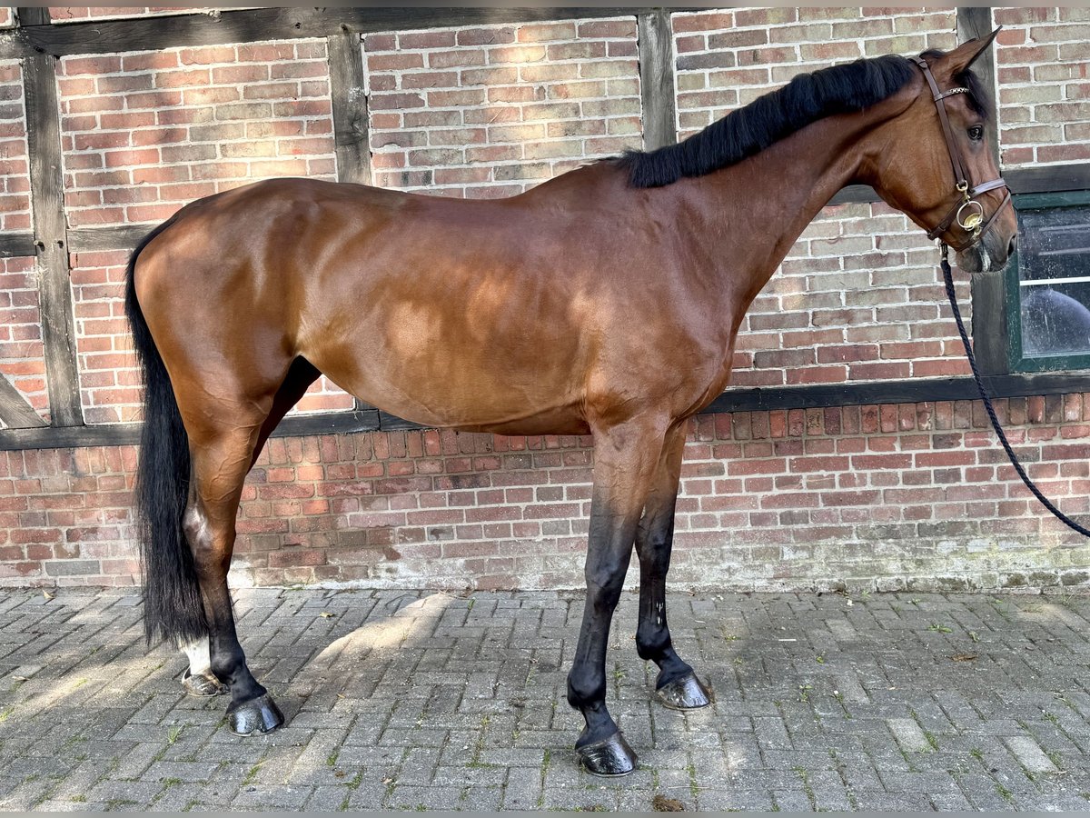 Westfaal Merrie 8 Jaar 172 cm Bruin in Horstmar