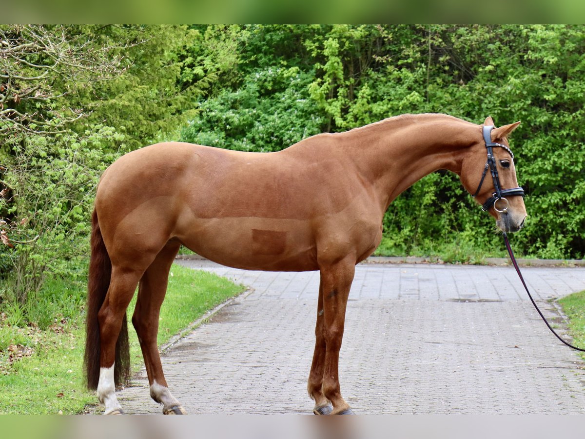 Westfaal Merrie 9 Jaar 160 cm Vos in Petershagen