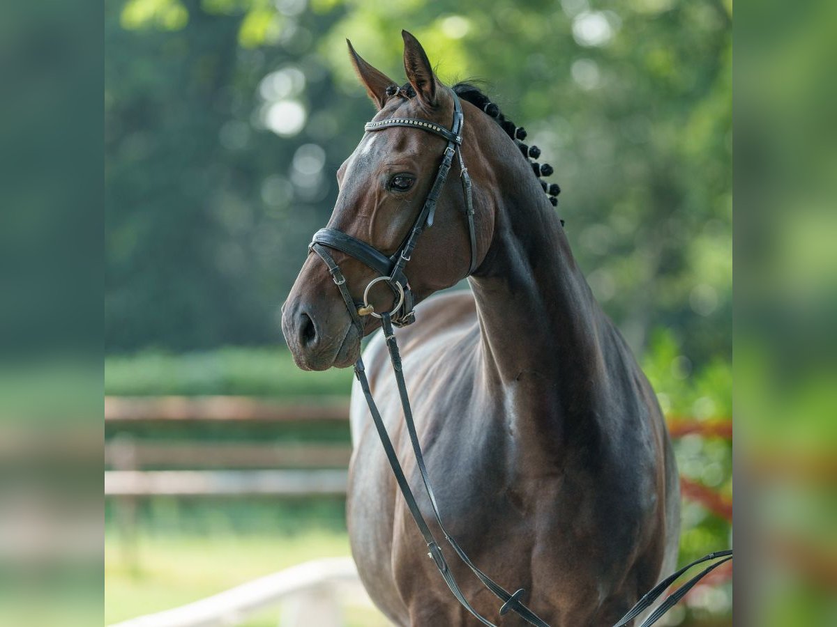 Westfaal Merrie 9 Jaar 162 cm Bruin in Münster