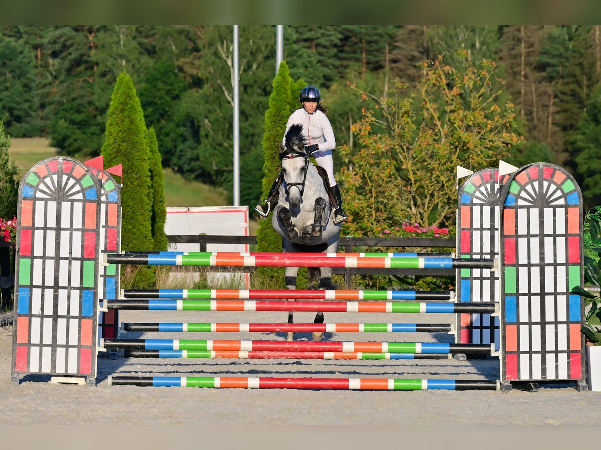 Westfaal Merrie 9 Jaar 167 cm Appelschimmel in Wysin