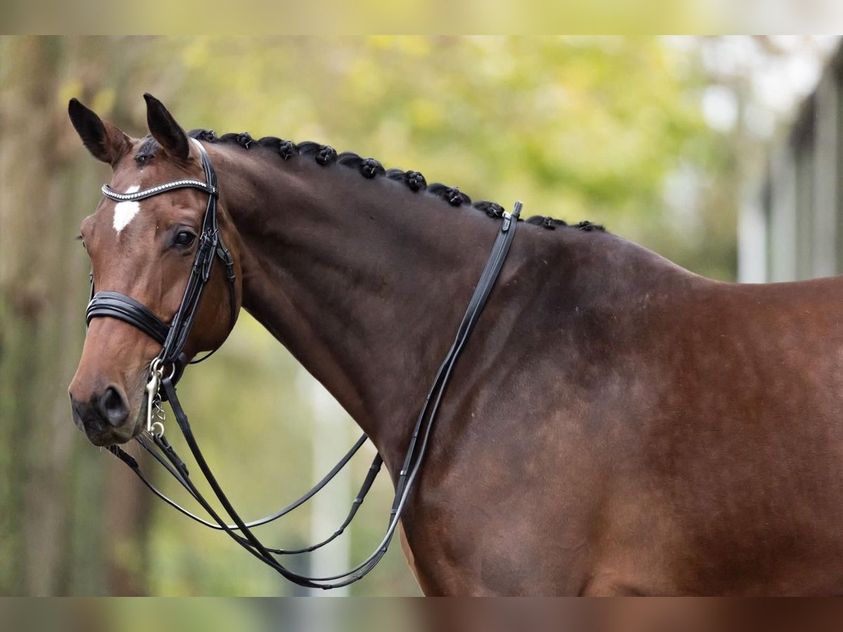 Westfaal Merrie 9 Jaar 168 cm Bruin in Haftenkamp