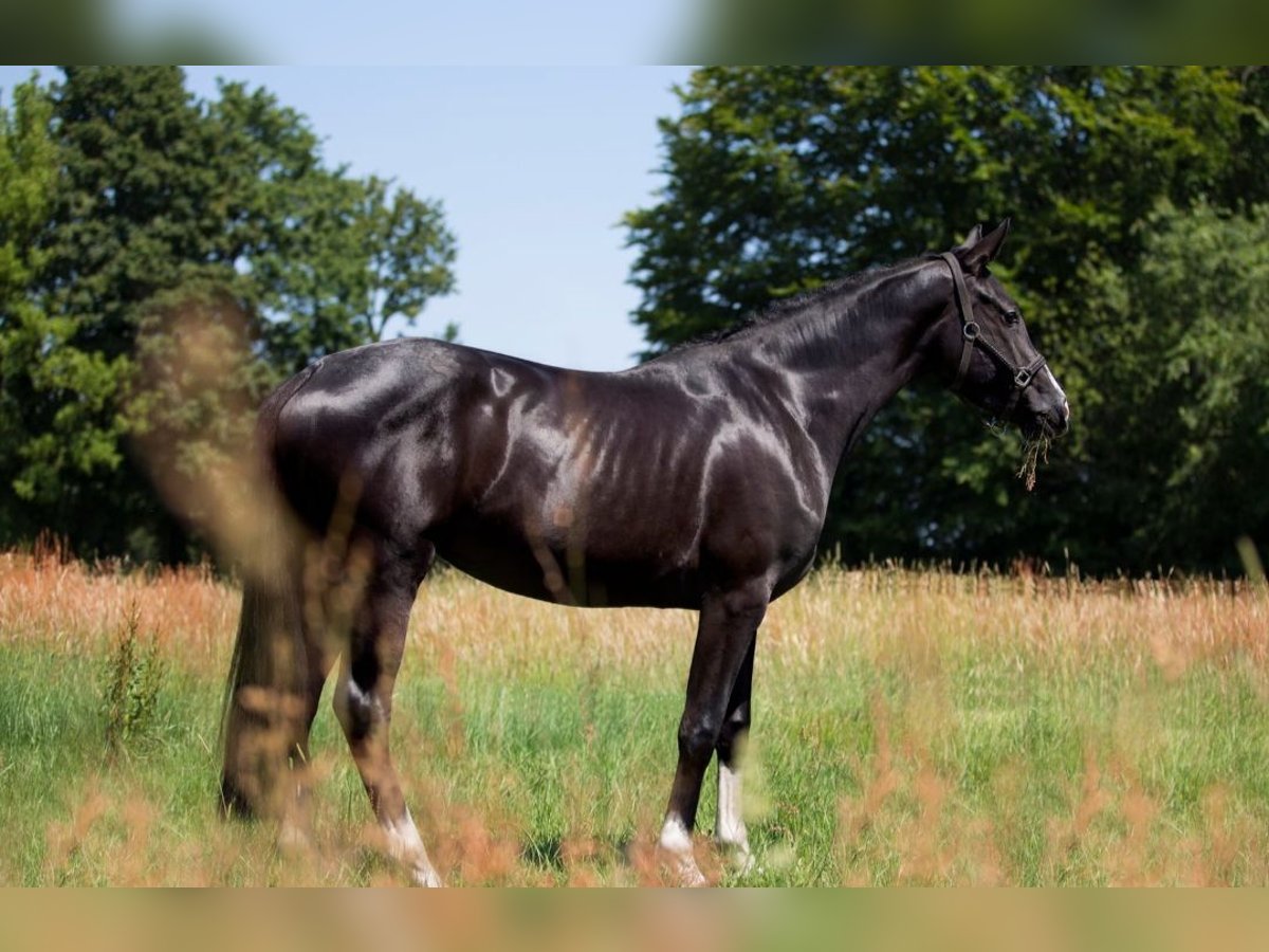 Westfaal Merrie 9 Jaar 168 cm Zwartbruin in Olfen